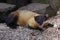 Yellow-throated marten