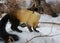 Yellow-throated marten kharza