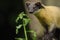 Yellow-throated Marten (Martes flavigula)