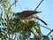 yellow throated miner bird looking out for danger