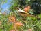 Yellow-throated Miner with flowers