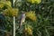 Yellow Throated Miner perched, ready to eat