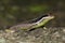 Yellow-throated plated lizard