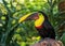 Yellow throated toucan portrait