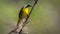 Yellow Throated Warbler