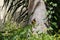 Yellow-throated woodpecker of the family Picidae, with its nest in the trunk of a coconut tree.