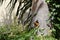 Yellow-throated woodpecker of the family Picidae, with its nest in the trunk of a coconut tree.