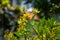 Yellow Thryallis glauca Kuntze