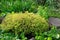 Yellow thuja Golden Tuffet in the garden in summer close up.