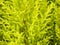 Yellow thuja pretty spring leaves background