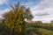 Yellow thuja tree and flowering pear tree