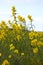 Yellow Tickseed wildflowers on Montezuma Swamp Preserve.
