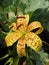 Yellow tiger lily in raindrops