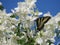 Yellow tiger swallowtail butterfly on flowers, Canada, 2018