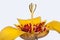 Yellow tigridia flower