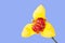 Yellow tigridia flower