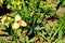 Yellow tigridia pavonia flower