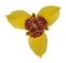 Yellow tigridia pavonia flower, isolated, close