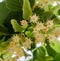 Yellow Tilia flowers, green leaves