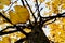Yellow tilia lime trees leaves and trunk in an autumnal day. for fall and sesonal concept