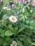 Yellow tinny flowers in the garden green leaves around the corner. Partially blurred background