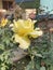 Yellow tint rose blooming in my garden.