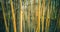 Yellow-tinted bamboo trunks with sun beams passing through them. Native to warm and moist tropical temperate climates. Plants with