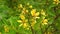 Yellow tiny Ruta graveolens Canarian Rue, natural floral background, Closeup of yellow blooming Rapeseed or Brassica napus plants