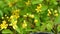 Yellow tiny Ruta graveolens Canarian Rue, natural floral background, Closeup of yellow blooming Rapeseed or Brassica napus plants