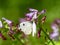 Yellow tip butterfly on purple wildflowers 1