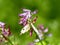 Yellow tip butterfly on purple wildflowers 2