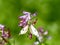 Yellow tip butterfly on purple wildflowers 3