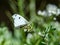 Yellow tip butterfly on small white flowers 1