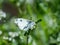 Yellow tip butterfly on small white flowers 3