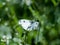 Yellow tip butterfly on small white flowers 4