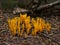 Yellow tipped clavaria Ramaria formosa