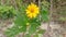 The yellow tithonia diversifolia flower