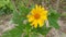 The yellow tithonia diversifolia flower