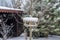 Yellow titmouse bird eating seed from wooden bird feeder in winter