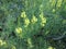 Yellow Toadflax - Linaria vulgaris in Germany, Europe