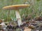 Yellow toadstool Amanita gemmata