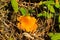 Yellow toadstool at pine forest at summer synny day