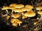 Yellow toadstools growing from decomposing leaf litter