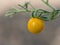 Yellow tomato detail of juicy and fresh vegetable