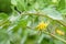 Yellow tomato flower