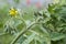 Yellow tomato flower branch leave bio organic healthy outdoor germany macro closeup