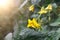 yellow tomato flowers, unripe tomatos in garden, banner copy space