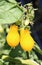 Yellow Tomato, Small Tomato, Pear Shaped