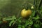 Yellow tomatoes in greenhouse, growing tomatoes in a greenhouse