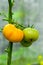 Yellow tomatoes ripen on a branch in the greenhouse. Variety yellow tomatoes. Close-up